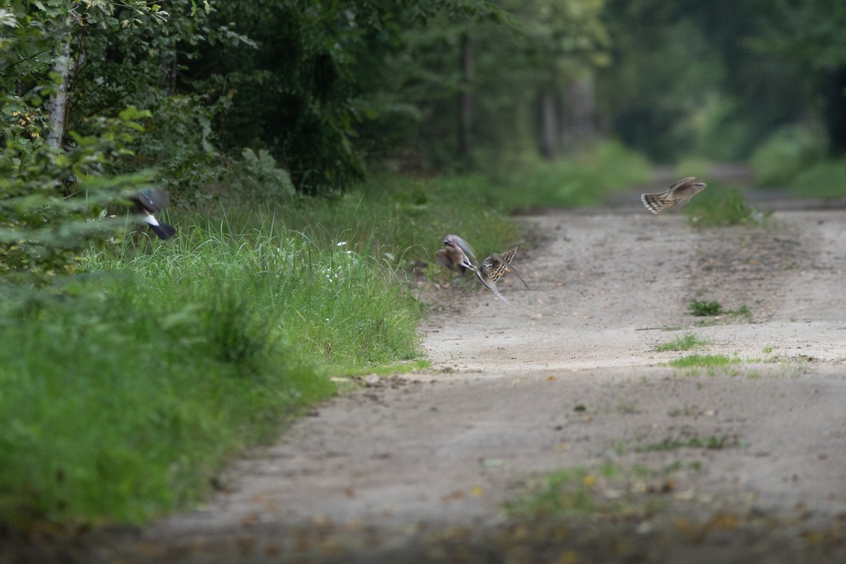 Eurasian Sparrowhawk - ML645363220