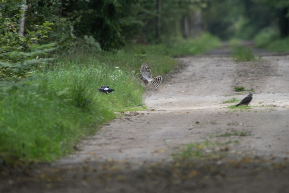 Eurasian Sparrowhawk - ML645363221