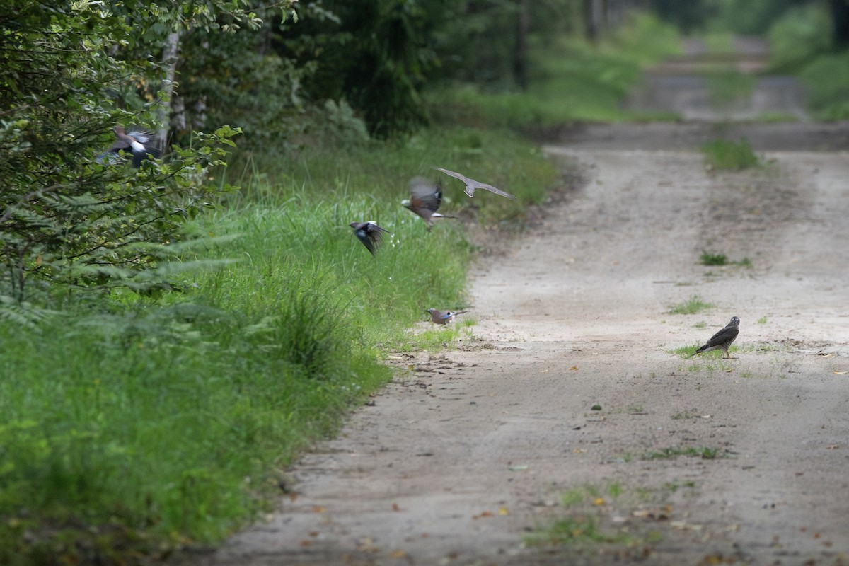 ハイタカ - ML645363222