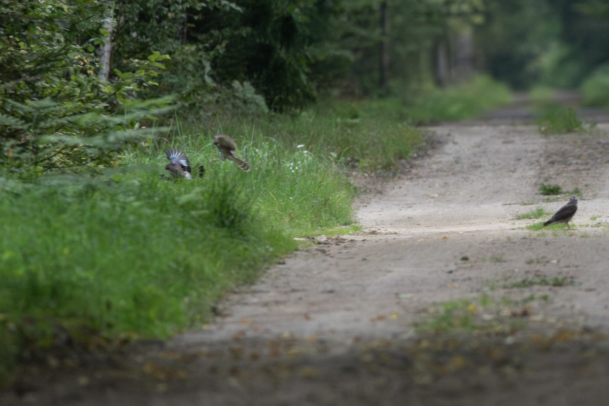 Eurasian Sparrowhawk - ML645363223
