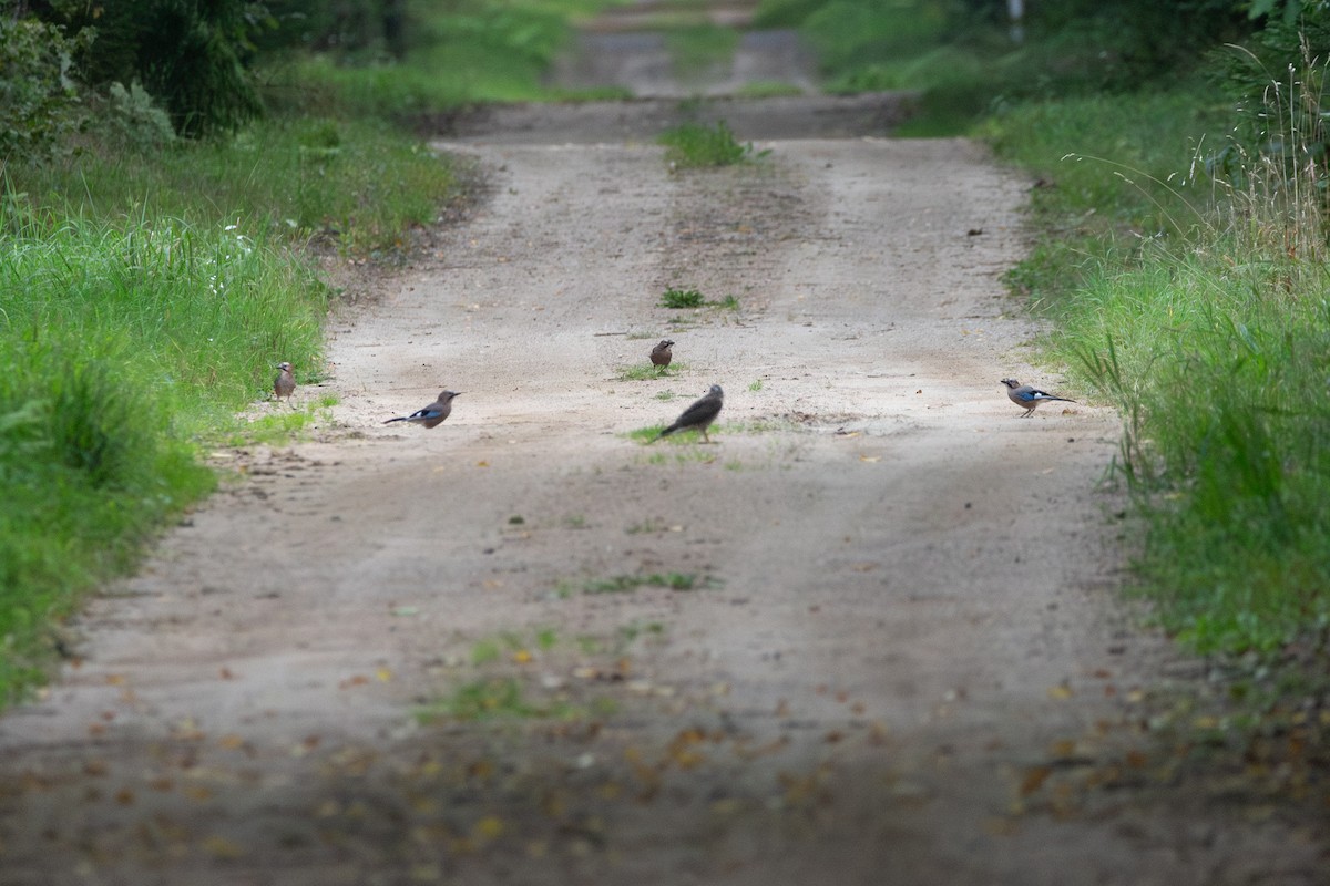 Eurasian Jay - ML645363224