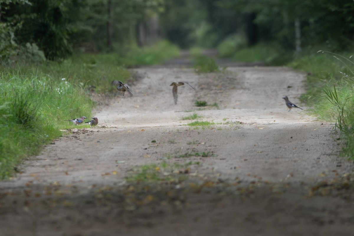 ハイタカ - ML645363225