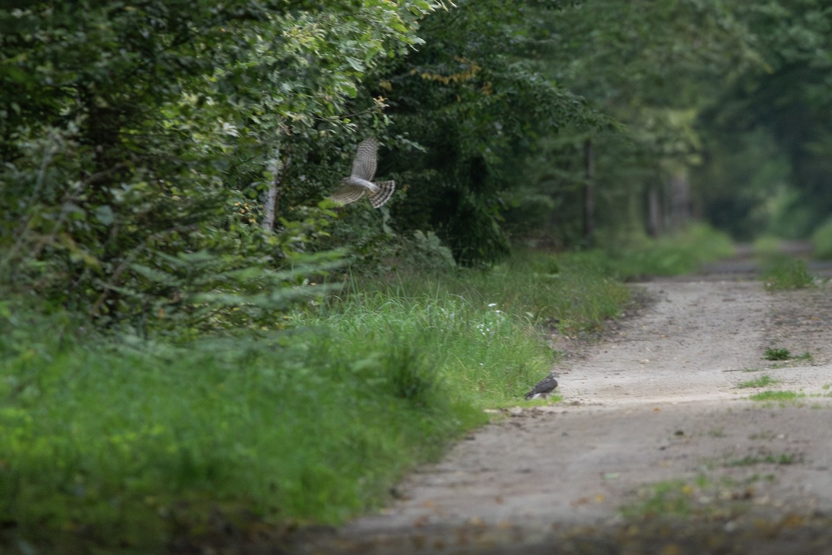 ハイタカ - ML645363226