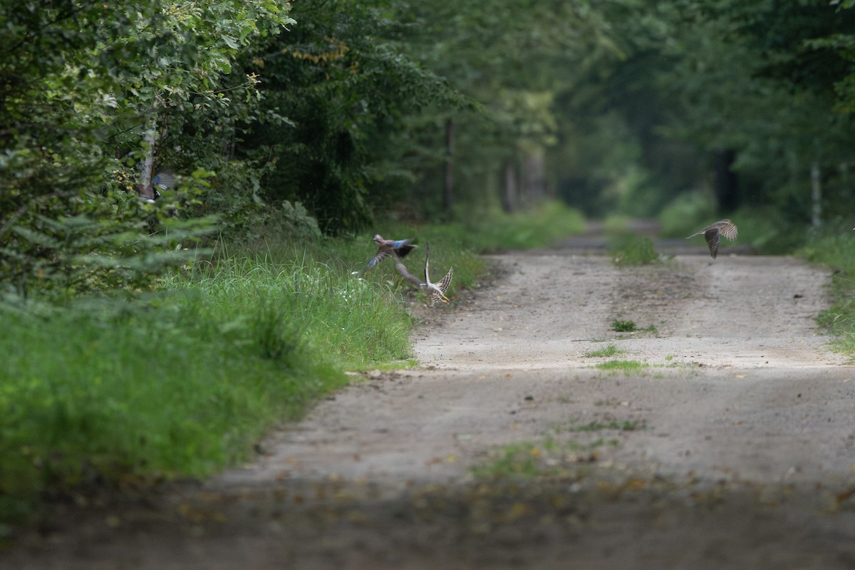 ハイタカ - ML645363228