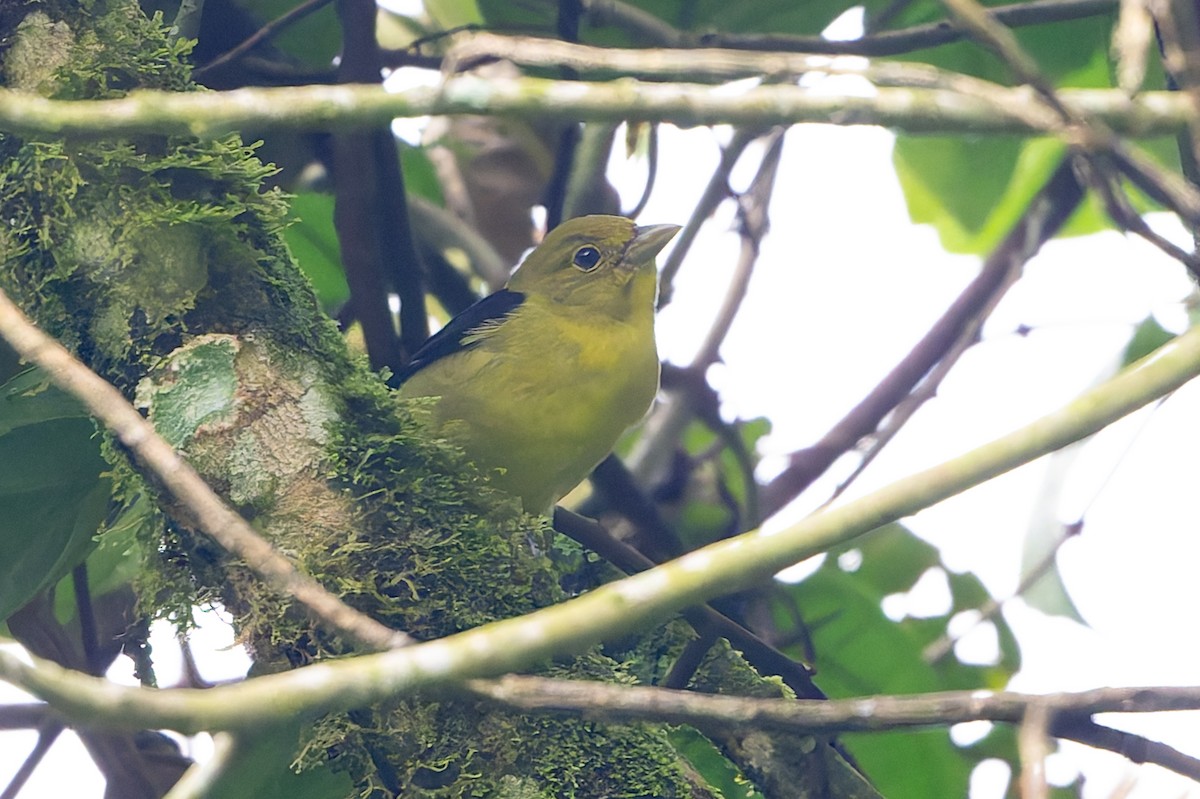 Piranga gorri-beltza - ML645363230