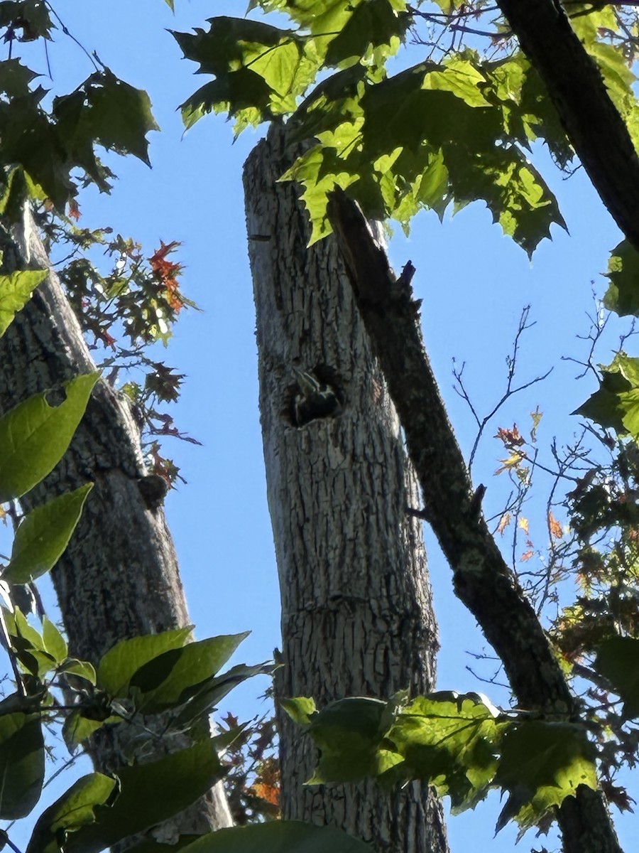Pileated Woodpecker - ML645363232