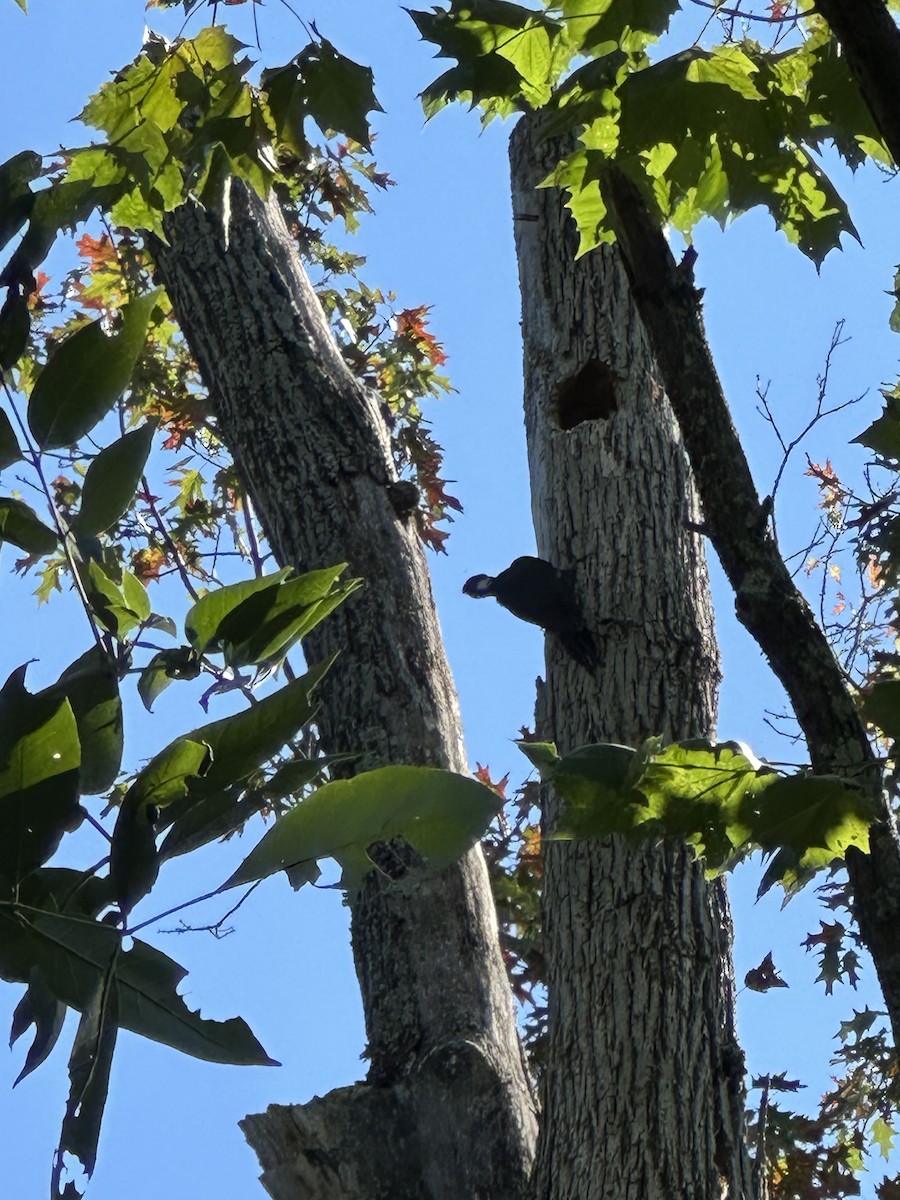 Pileated Woodpecker - ML645363233