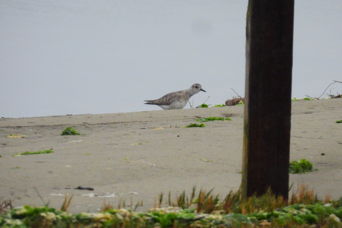 Black-bellied Plover - ML645363238