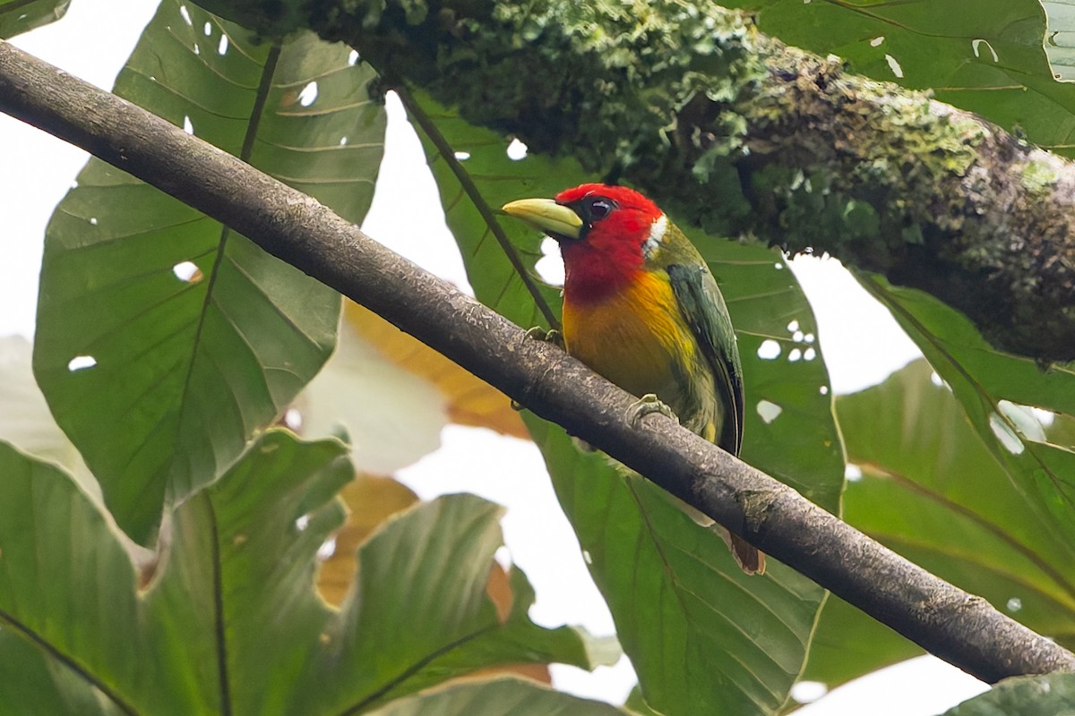 Андская бородатка - ML645363239