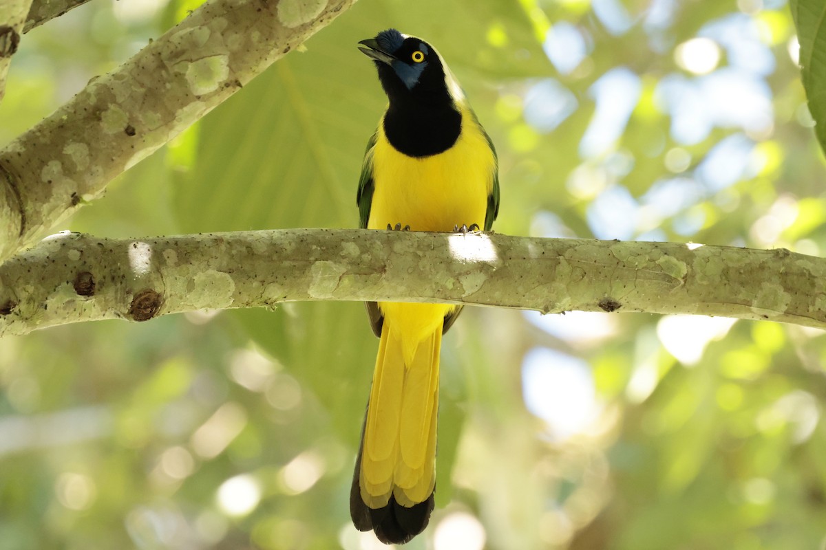 Geai vert - ML645363242