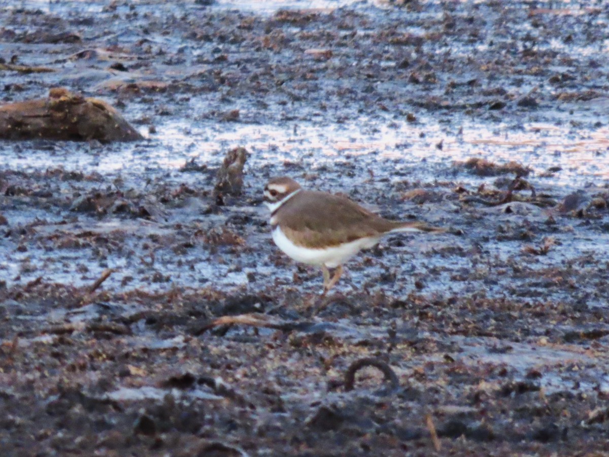 Killdeer - ML645363244