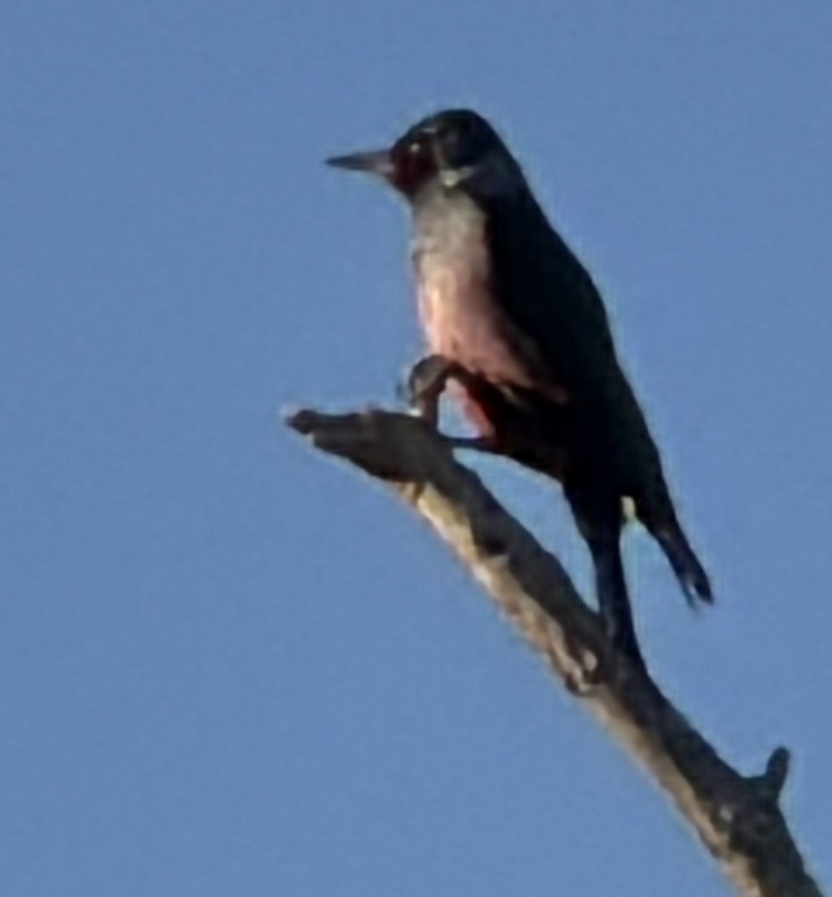Lewis's Woodpecker - ML645363249