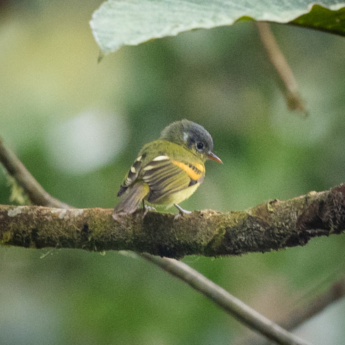 Variegated Bristle-Tyrant - ML645363250