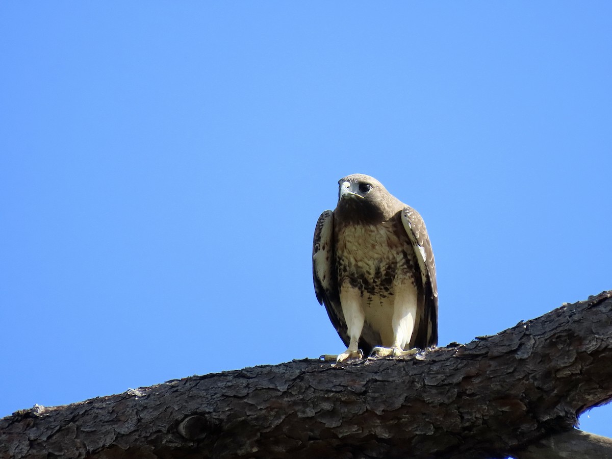 Red-tailed Hawk (umbrinus) - ML645363251