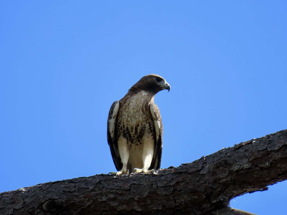 Red-tailed Hawk (umbrinus) - ML645363252