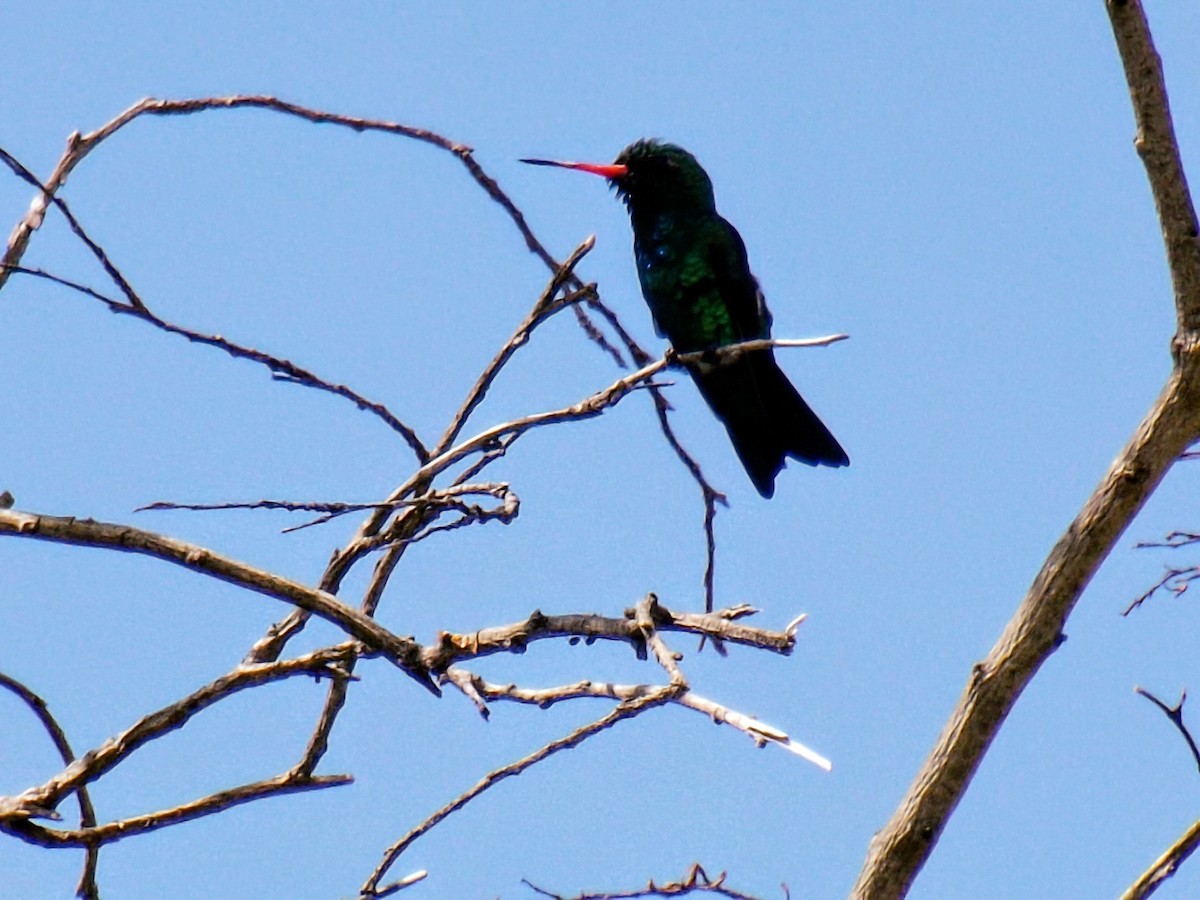 Glittering-bellied Emerald - ML645363254