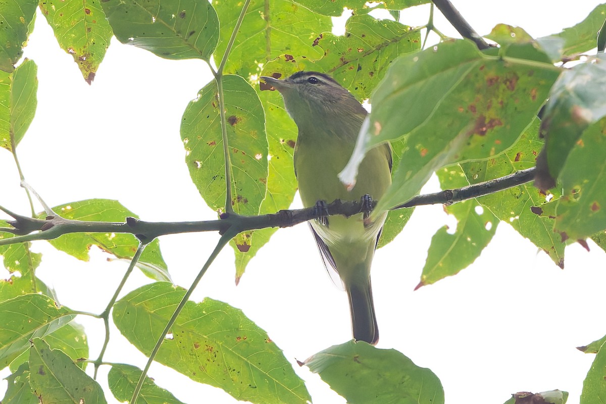 Светлобровый виреон - ML645363255