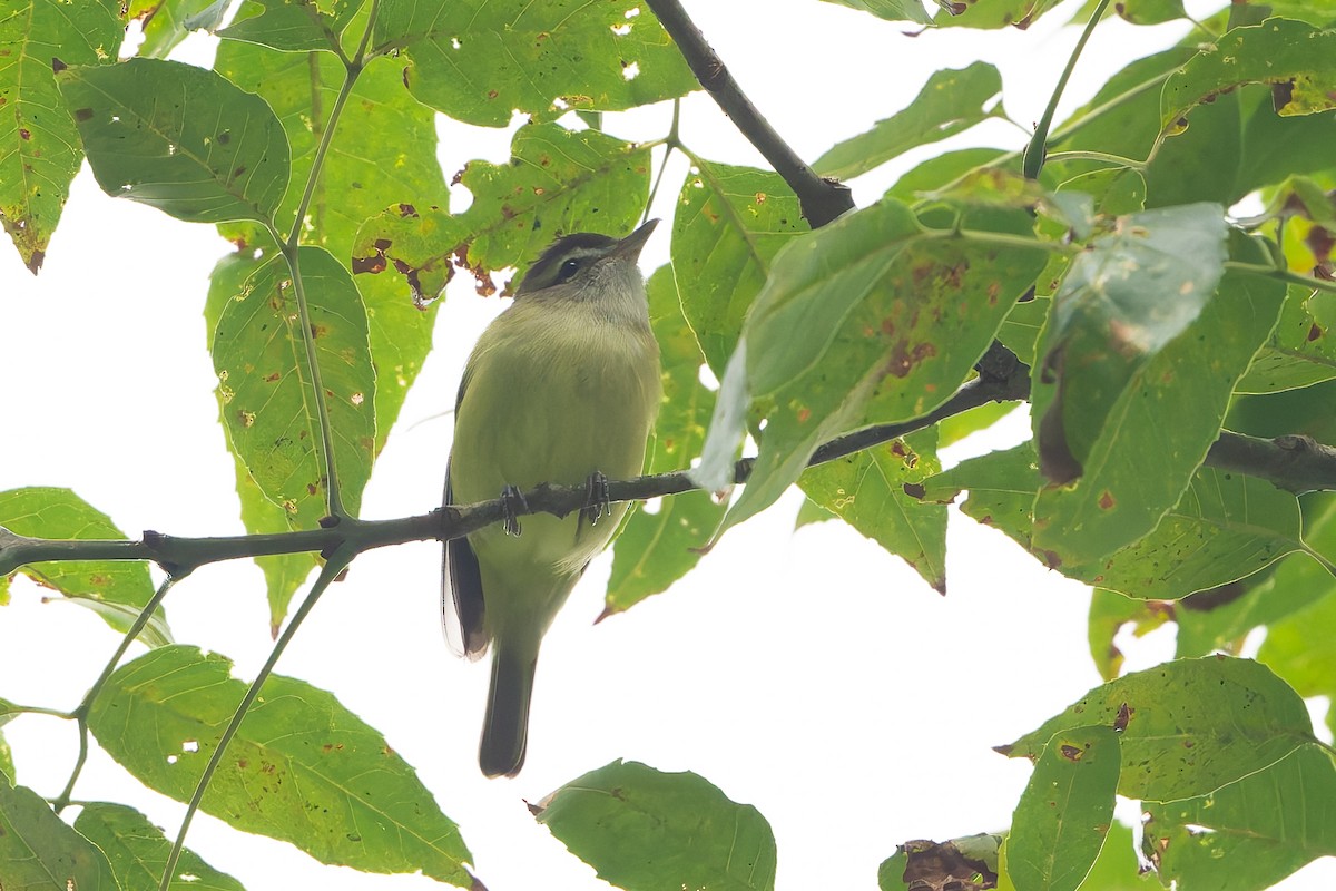 Brown-capped Vireo - ML645363256