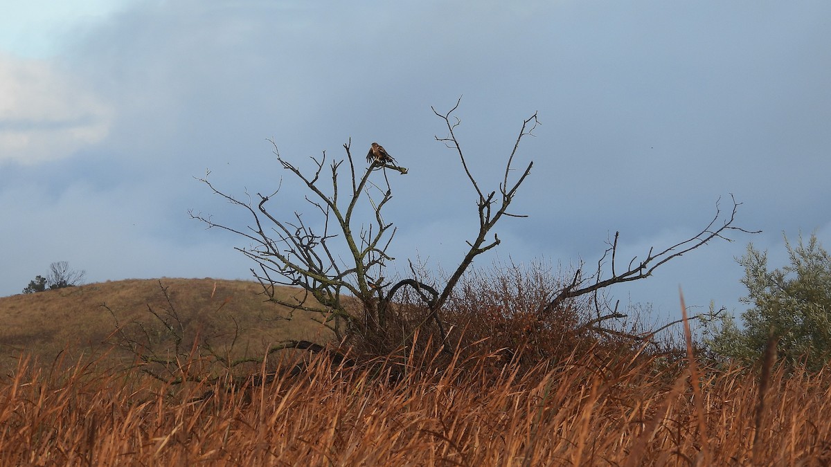 Northern Harrier - ML645363257