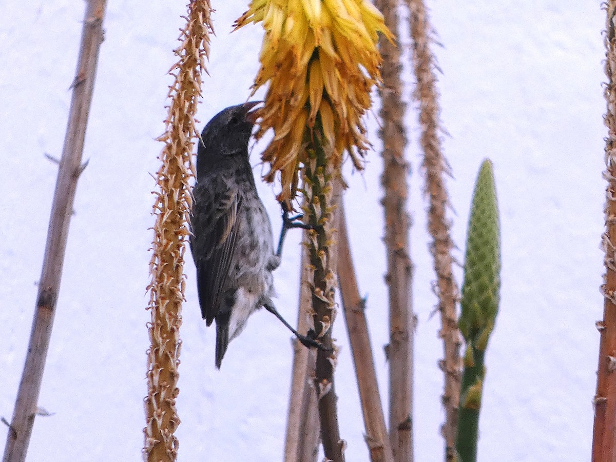 Common Cactus-Finch - ML645363258