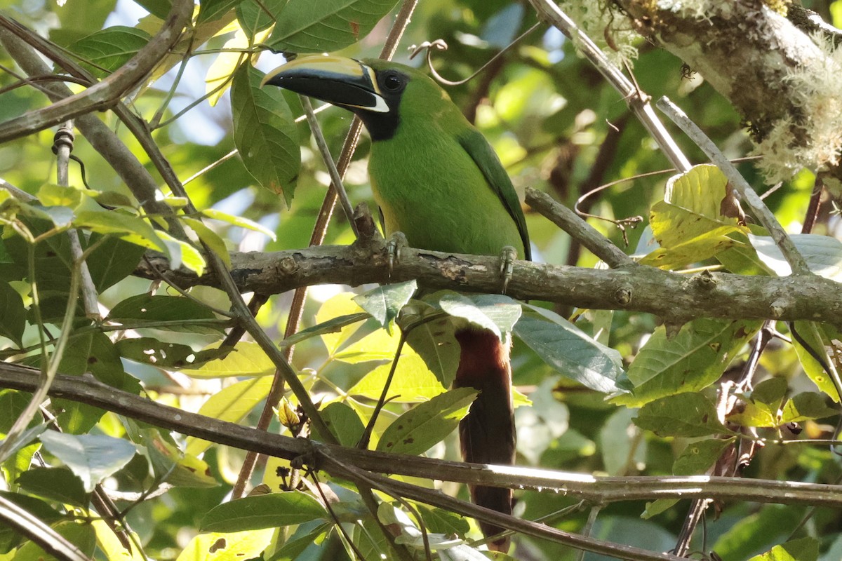 Southern Emerald-Toucanet - ML645363259