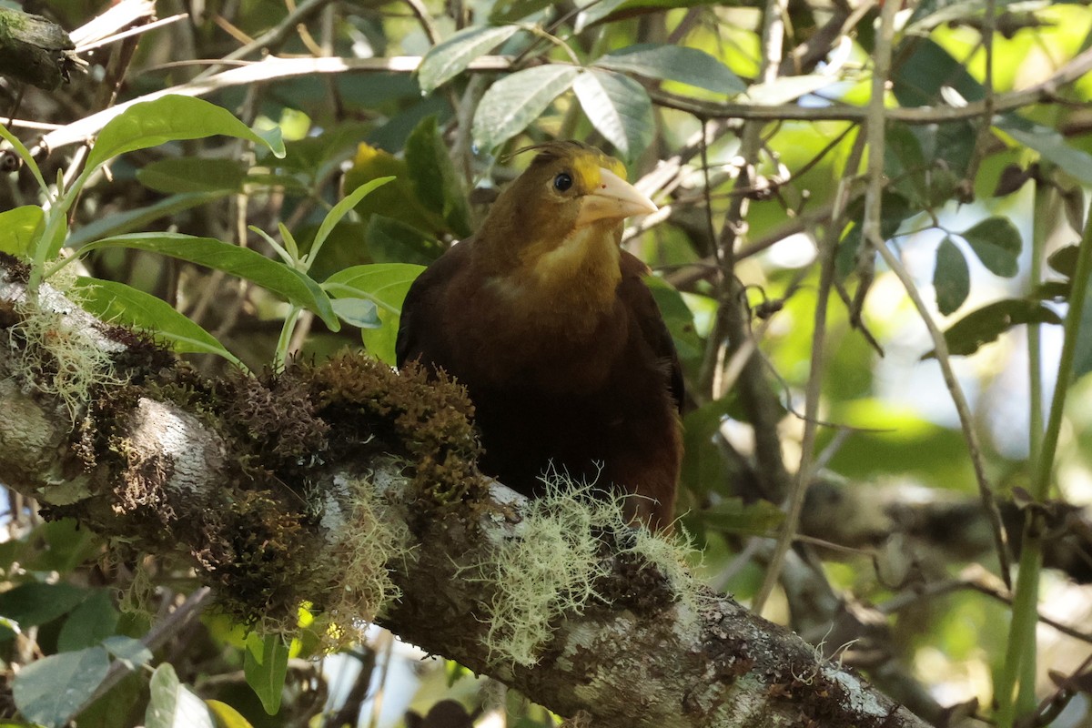 Russet-backed Oropendola - ML645363260
