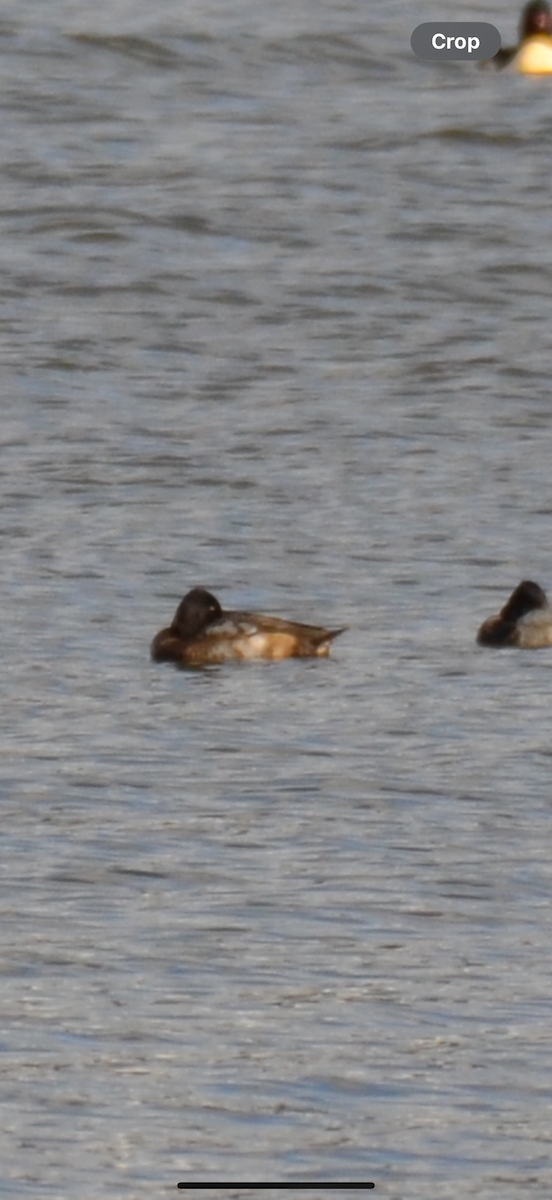 Lesser Scaup - ML645363261
