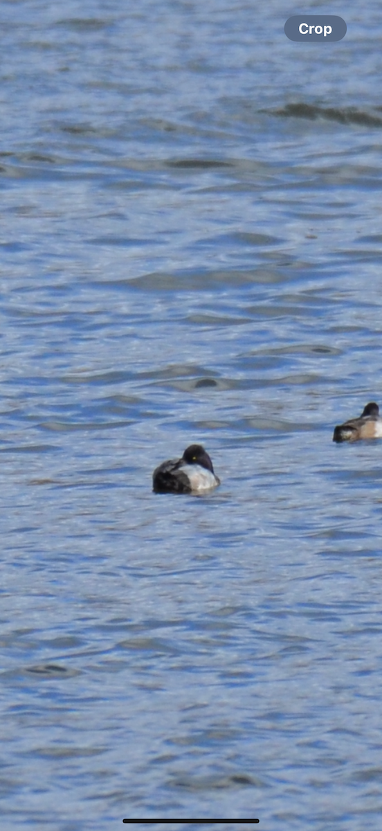 Lesser Scaup - ML645363262
