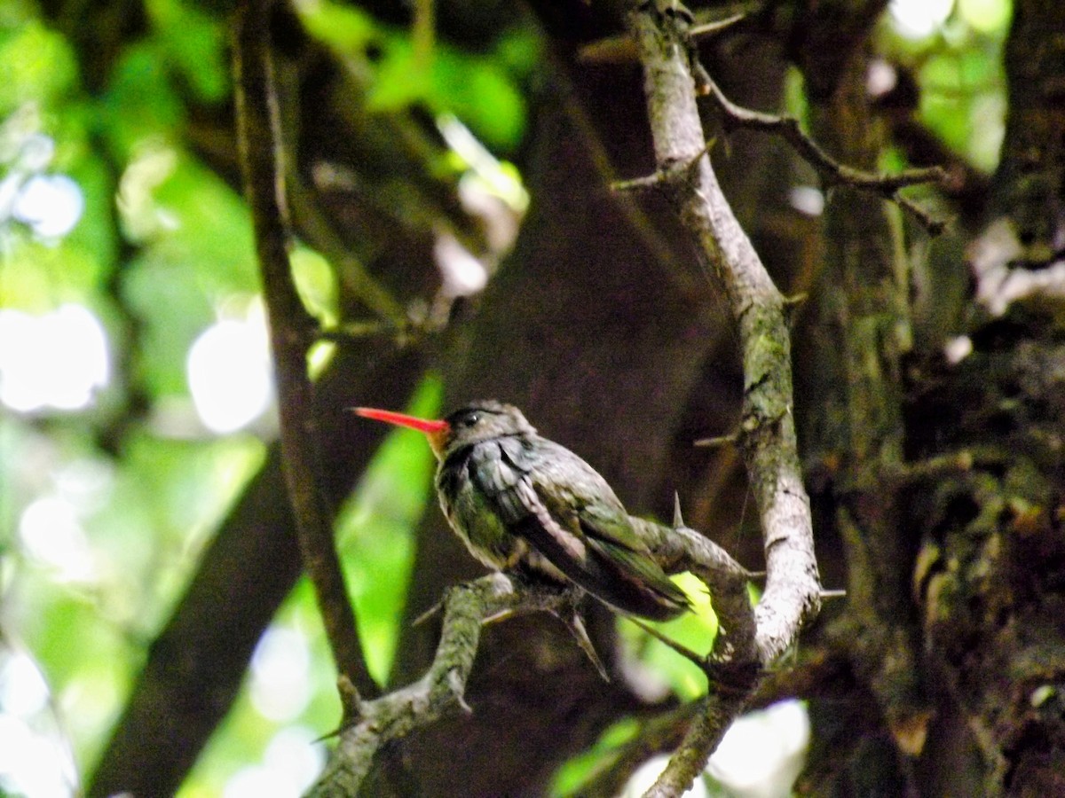 Gilded Hummingbird - ML645363263