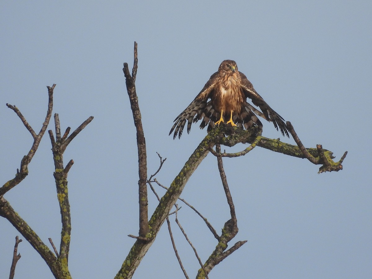 Northern Harrier - ML645363265