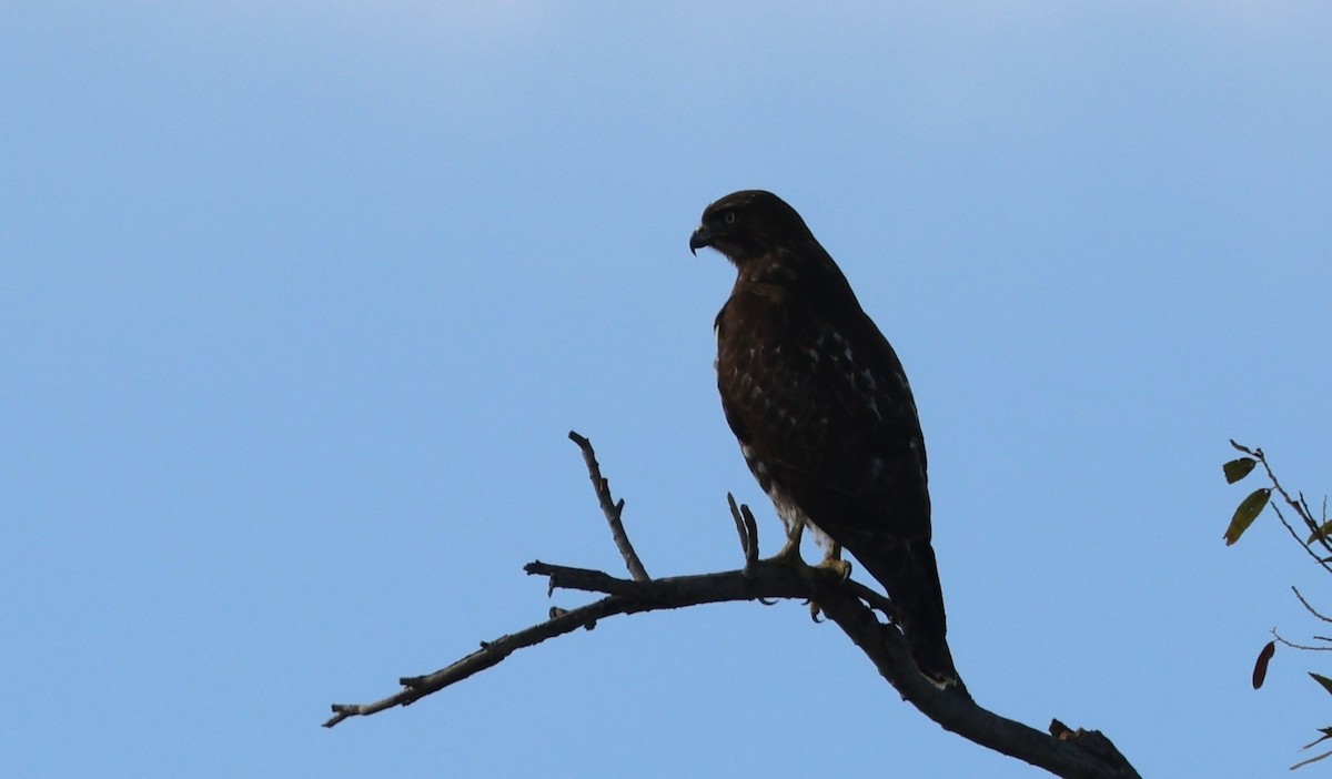 Merlin - ML645363266