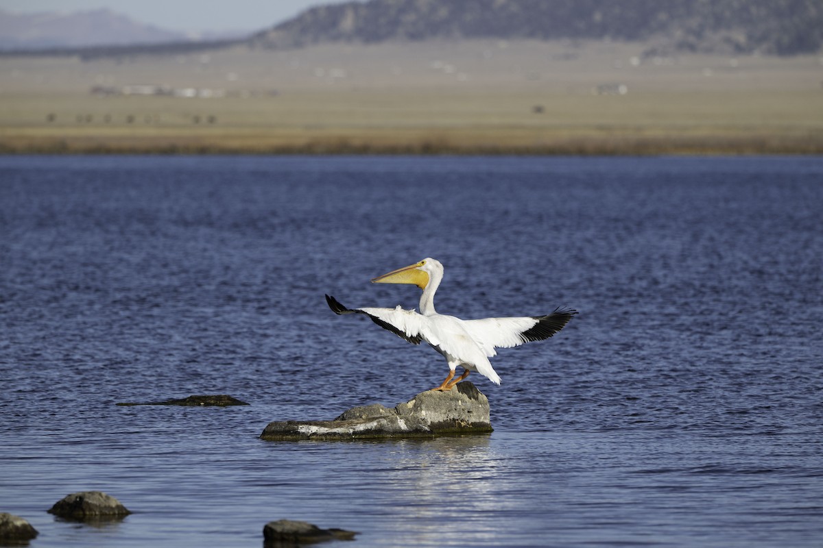 American White Pelican - ML645363267