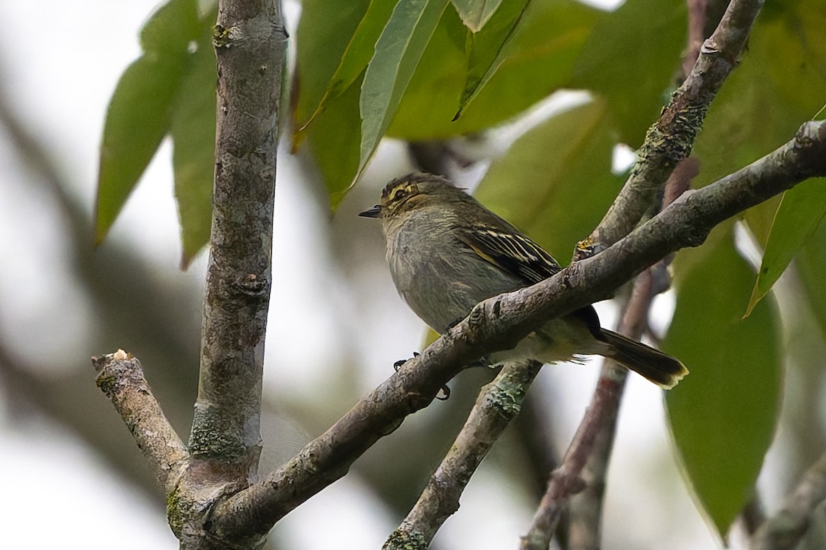 Golden-faced Tyrannulet - ML645363268