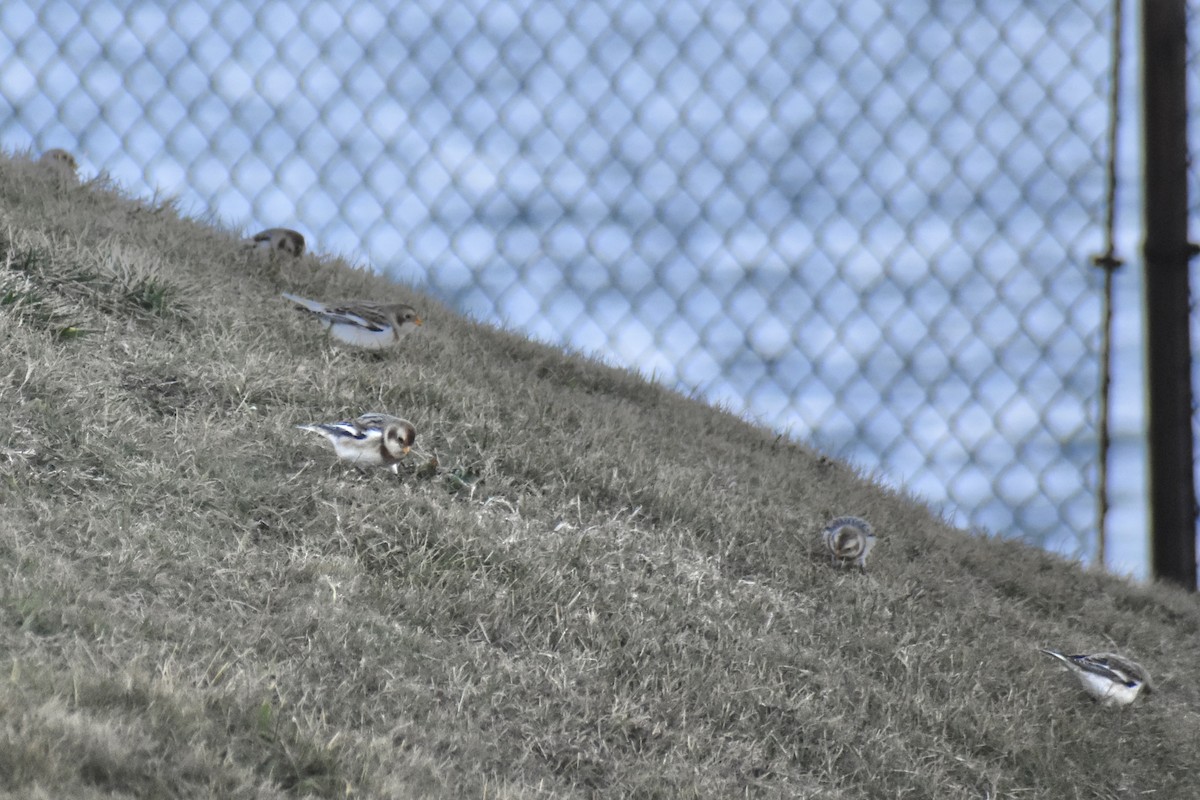 Snow Bunting - ML645363269