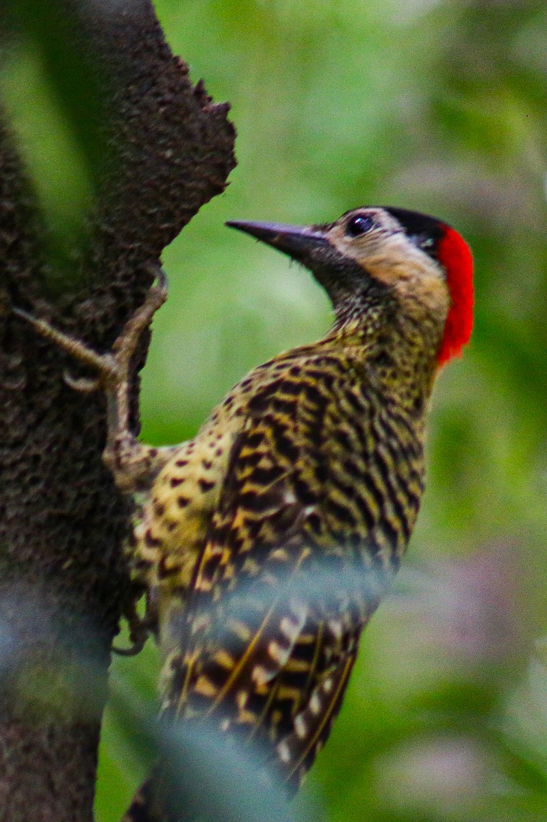 Green-barred Woodpecker - ML645363271