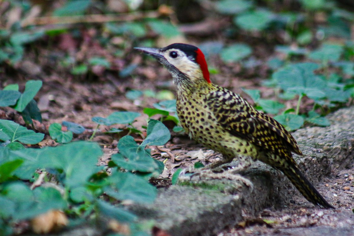 Green-barred Woodpecker - ML645363272