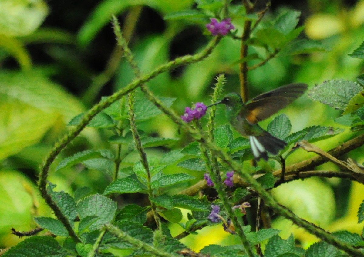 Stripe-tailed Hummingbird - ML645363273