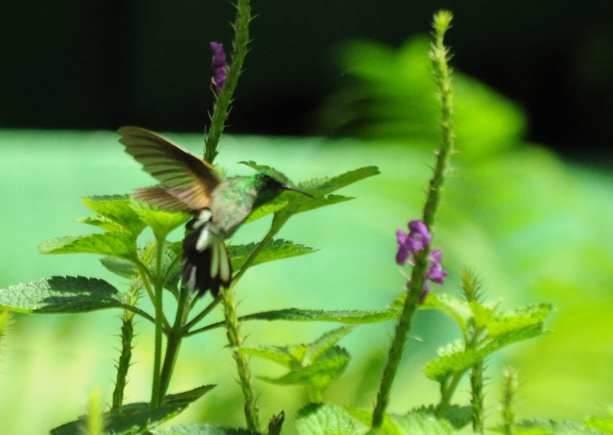 Stripe-tailed Hummingbird - ML645363274
