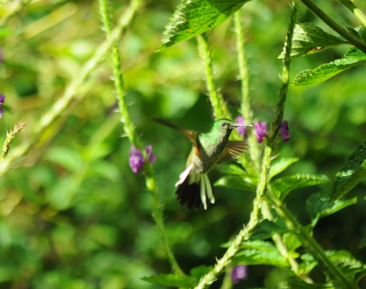 Stripe-tailed Hummingbird - ML645363275
