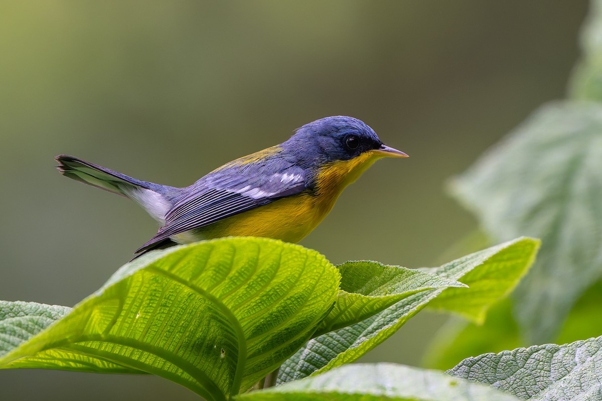 Tropical Parula - ML645363276