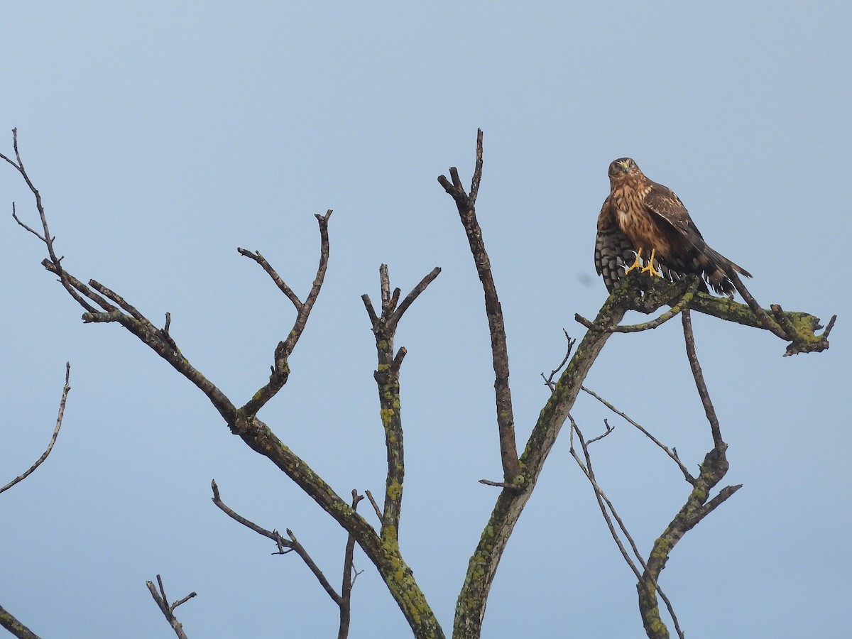 Northern Harrier - ML645363277