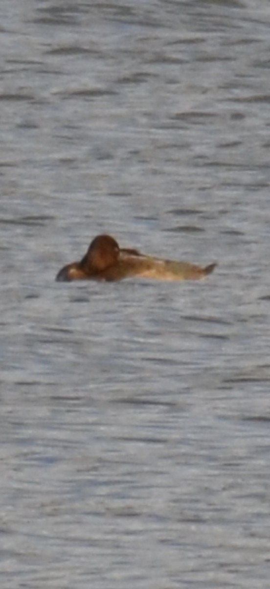 Ring-necked Duck - ML645363278