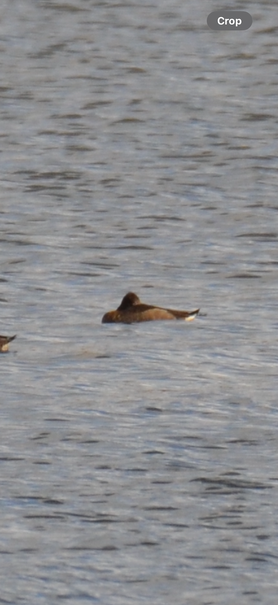 Ring-necked Duck - ML645363279