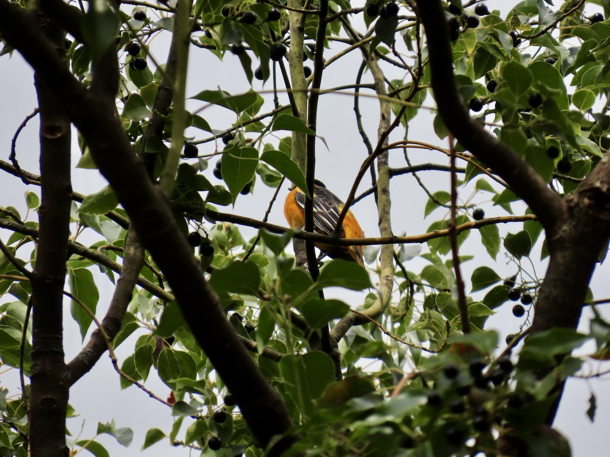 Baltimore Oriole - ML645363280
