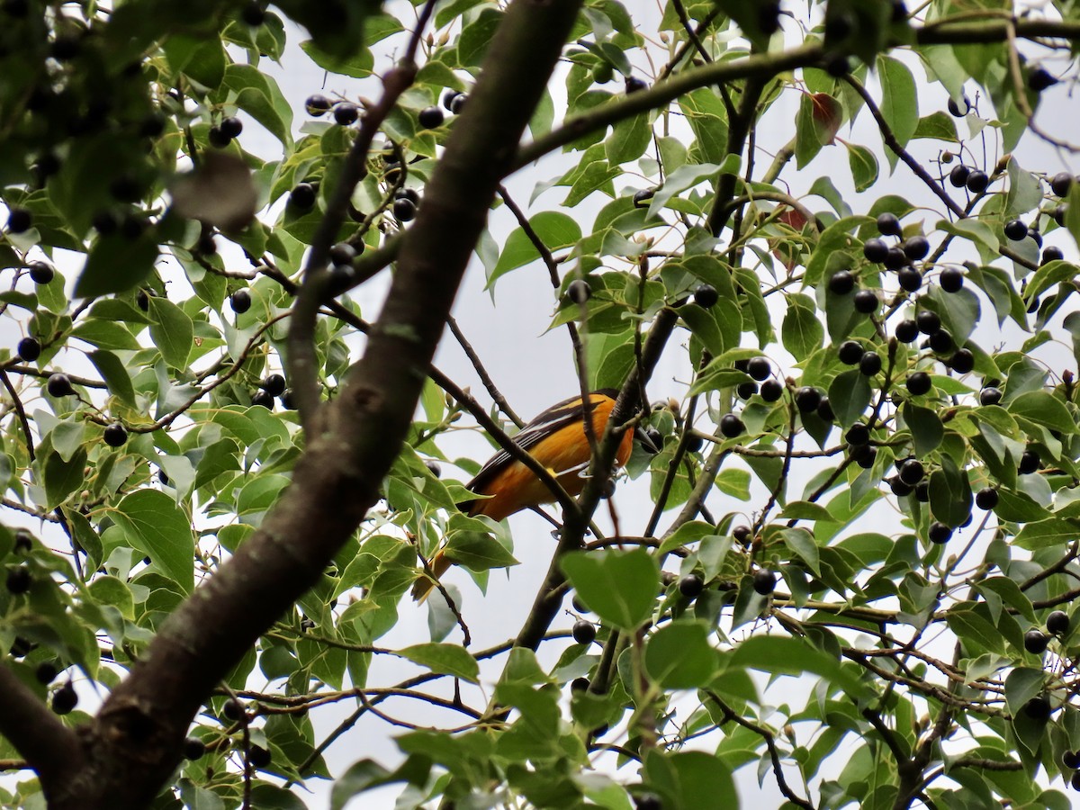 Baltimore Oriole - ML645363281