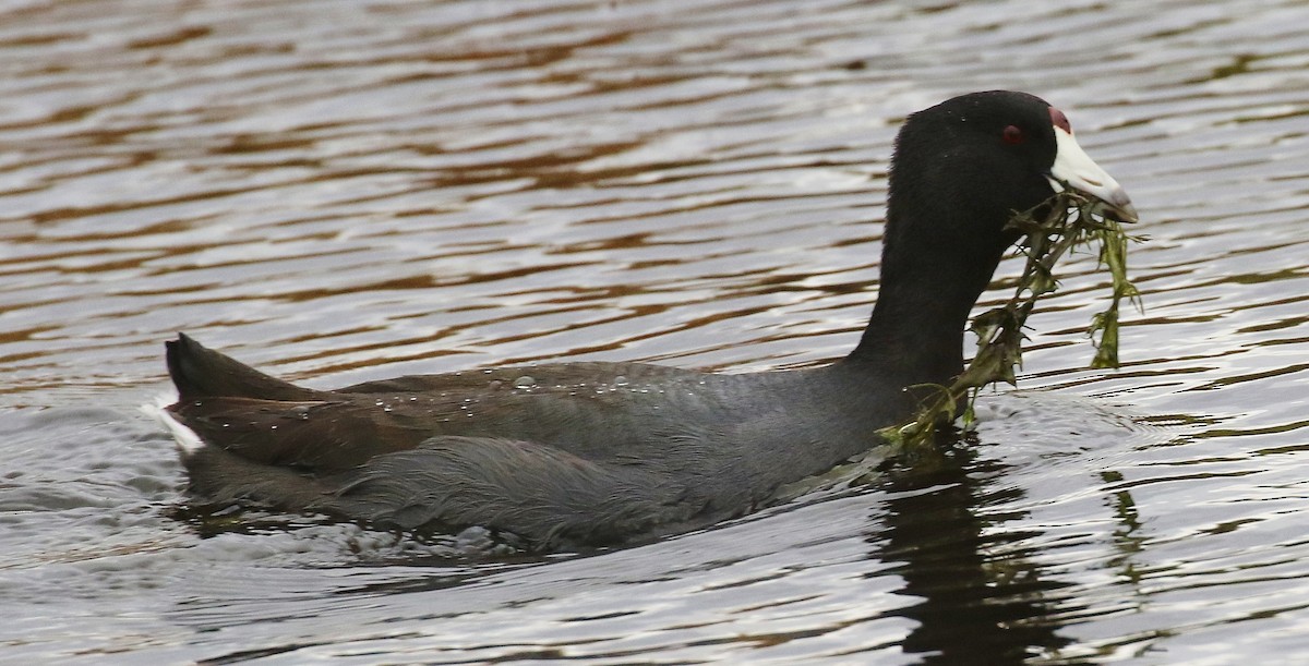 American Coot - ML645363282