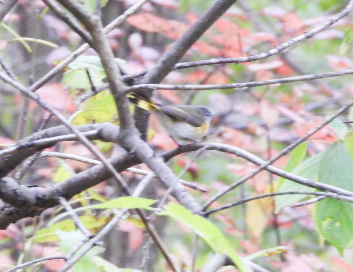 American Redstart - ML645363285
