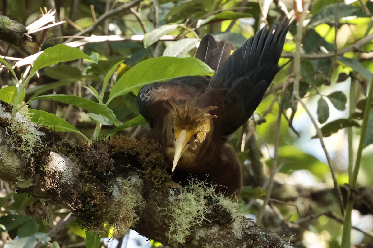 Russet-backed Oropendola - ML645363291