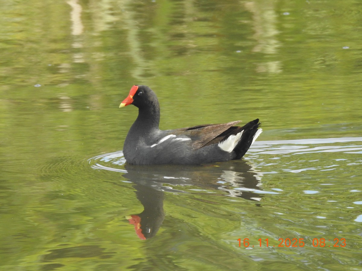 slípka americká - ML645363293