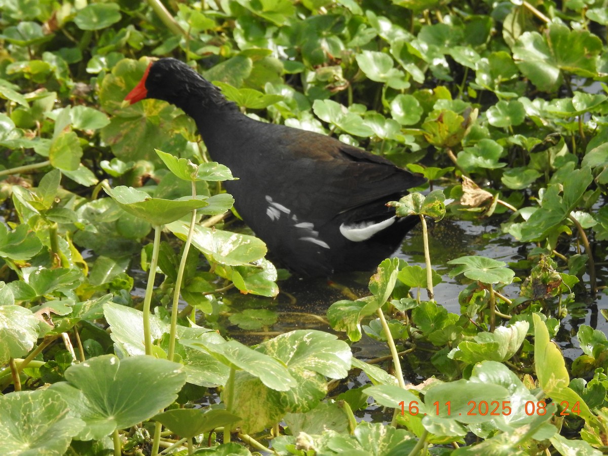 slípka americká - ML645363298